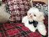 PoulaTo: shih tzu